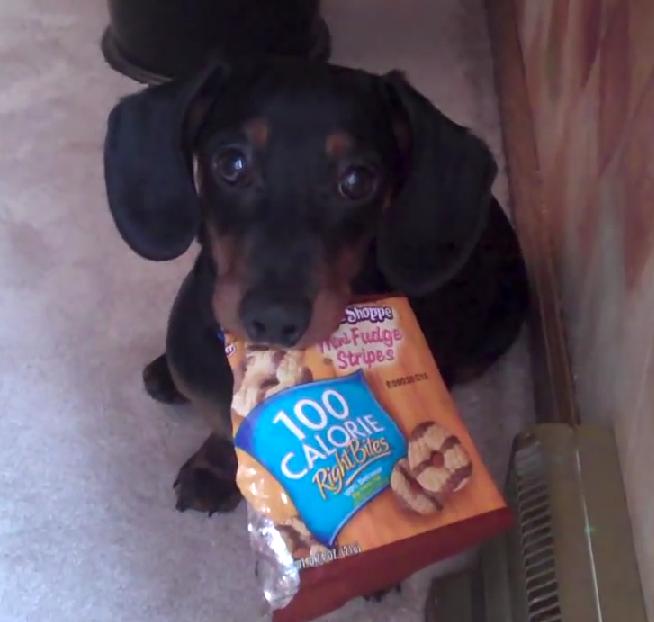 This Dachshund Has The Sweetest Reaction When It's Snack Time!