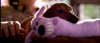 The Dachshund Who Loves His Bobo Too Much!