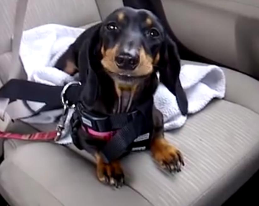 This Dachshund Puppy Is Not Happy About Sitting In The Backseat!