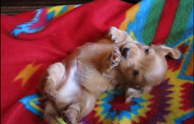 Tiny Dachshund Puppy Perfecting “The Beg”
