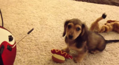 This Dachshund Puppy Was Brave, Until He Saw Something “Scary!"