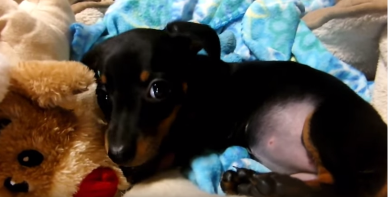 The Tiny Dachshund Puppy Is Too Fat To Roll Over!