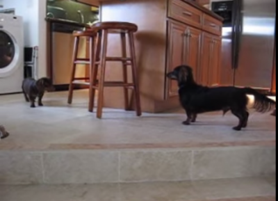 Two Dachshunds Play Tag Around The Kitchen Island And You Won’t Believe The Squealing!