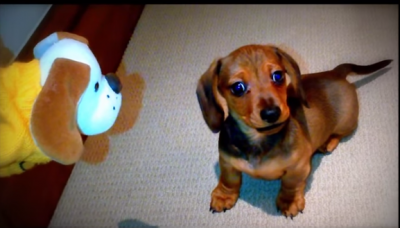 This Dachshund Puppy Has The Funniest Reaction To A Dog Toy!