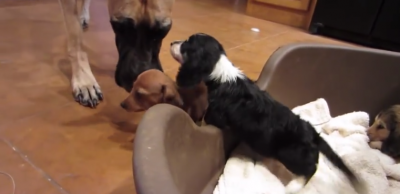 Three Tiny Dachshund Puppies Meet A Great Dane And Something ADORABLE Happens!