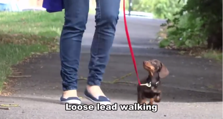 Dachshund Puppy Just Might Be The Best Trained Dachshund In The WORLD!