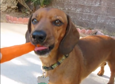 You Just Have To See The Carrot Crunching Dachshunds!