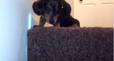 This Dachshund Puppy Is Ambushing The Old Cat!