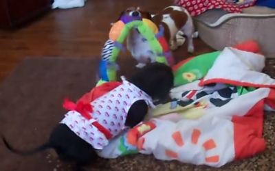 This Dachshund Is Tearing Up The Place In Her Pretty New Dress!