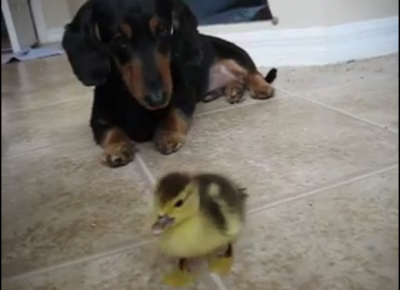 This Is What Happens When A Dachshund Is Given A Pet Duckling!