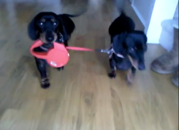 These Dachshunds Take Each Other Out For A Walk!