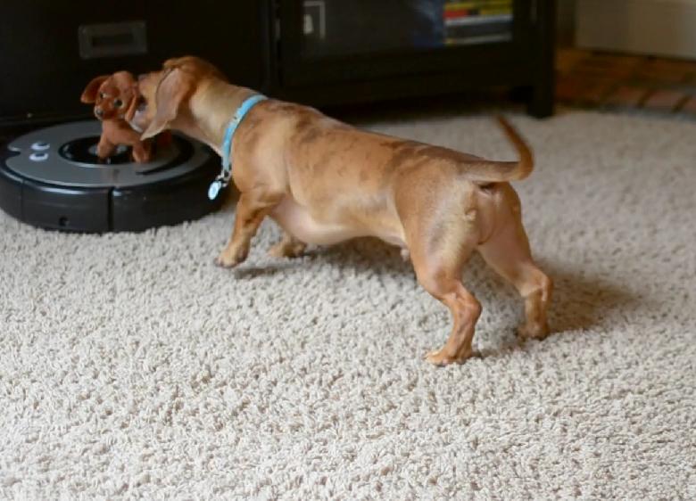 Dachshund And A Roomba Robot In One Room Is All The Fun You Need To See For Today!