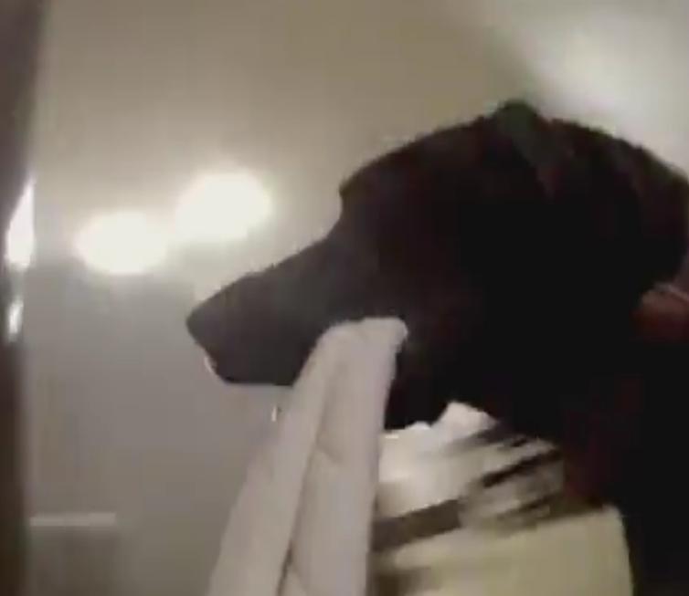 Video: Go Pro Camera Attached to Fur Kid's Chew Toy!