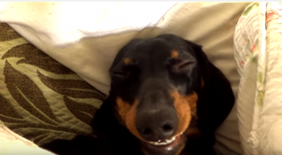 Here's What Six Months Of Loving And Living With A Destructive Doxie Puppy Looks Like!