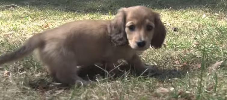 Beautiful Dachshunds Puppies Playing and Exploring The Back Yard!