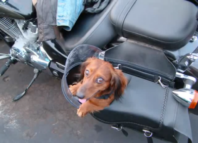 Meet Willie, The Biker Doxie!