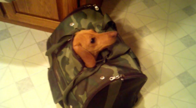 This Silly Little Dachshund Adores Her Backpack!
