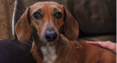 Incredible Story Of The Dachshund Lost In Her Own Back Yard for 13 Days!