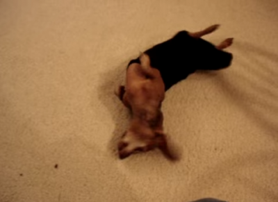 This Little Dachshund Really Really Hates That Sweater!