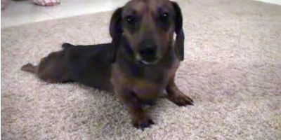 This Dachshund Is Doing A Crawling Trick All Around The Living Room Rug!