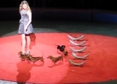 Amazing Dachshunds Perform Under The Circus Big Top!
