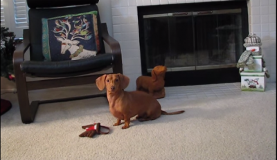 This Funny Dachshund Gets Caught In The Act!