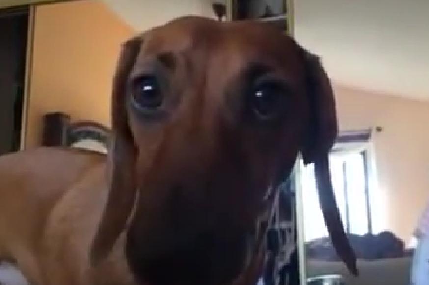 This Cute Dachshund Is Convinced He Can Dig a Hole for His Bone in This Bed!