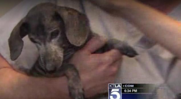 An Elderly Dachshund Was Left At Shelter With A Heartbreaking Note, And What Happens Next Will Make You CRY!