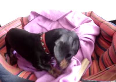 This Dachshund Is On A Mission To Find A Place For Her Treasure!