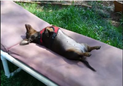 This Dachshund Is Soaking Up The Rays And Trying To Ignore Mom’s Funny Comments!