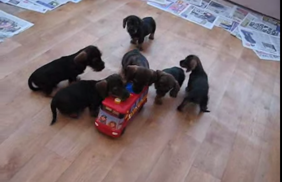 Mom Gave The Puppies A Musical School Bus And Their Reaction Is Just Too Precious!