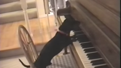 This Dachshund Is Rockin The Piano While Singing!