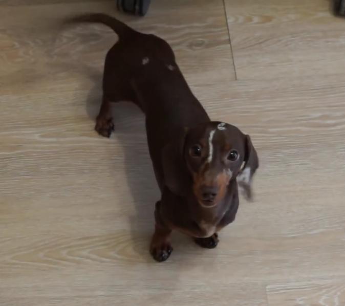 This Dachshund Is Super Excited For Getting A New Toy!