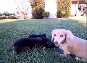 Video: Dachshund Puppies On The Wild Side!