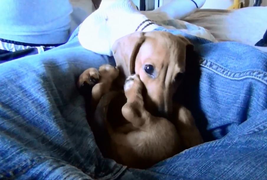 12 Week Old Miniature Dachshund Is The Cutest Thing On The Internet!