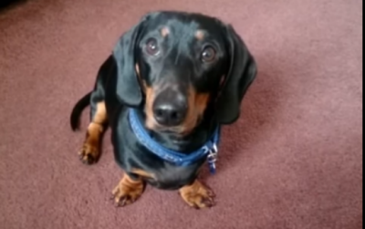 You Just Have To See The TAP Dancing Dachshund!