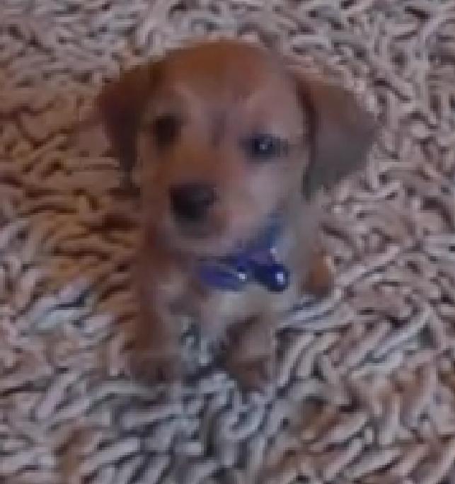 This Cute Little Doxie Has The Cutest Reaction To A Camera!