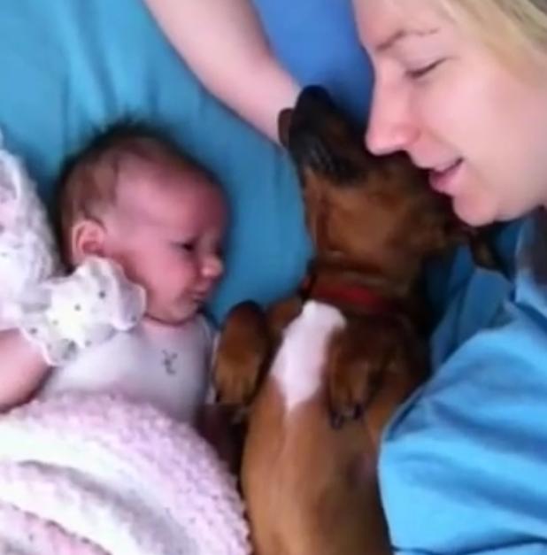 Mom, Baby, And Puppy Dachshund Enjoy The Cutest Morning Snuggle Of All Time!