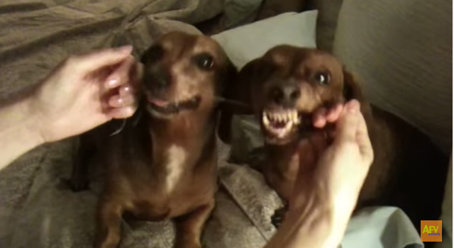 Have You Seen Dachshunds Floss Their Teeth?