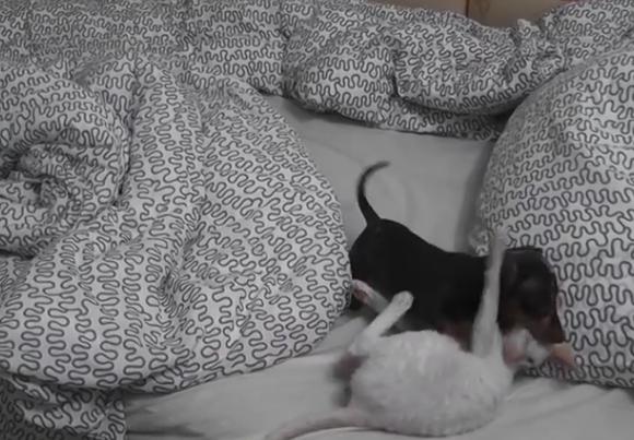 Dachshund Puppy Meets A Cat For The First Time, And His Reaction Is Priceless!