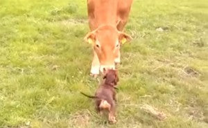 Adorable Little Dachshund Can't Contain Her Happiness When She Meets A Cow!