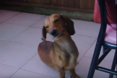Sleepy Doxie Tries To Fight The Sand Man!