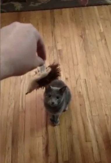 Funny Dachshund Launches Onto Cat To Steal Toy!