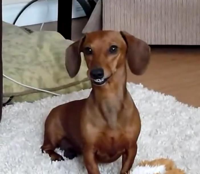 This Adorable Dachshund Is Playing With Her Toys And She Is Also Smiling!!