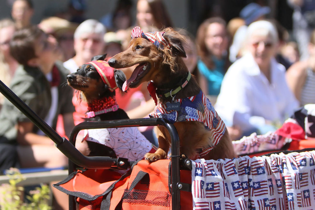 This Dachshund Country Parade Will Make Your Day!