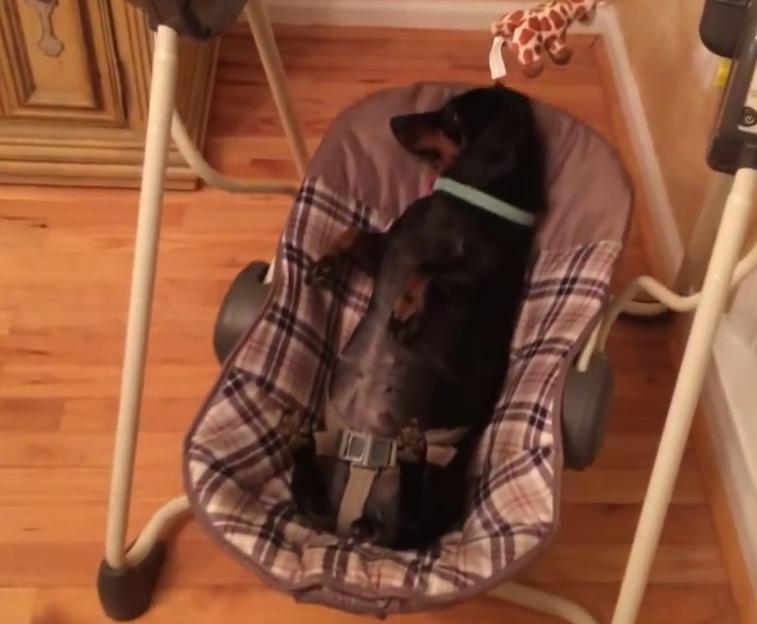 This Dachshund Relaxing In A Baby Swing Will Make Your Day!