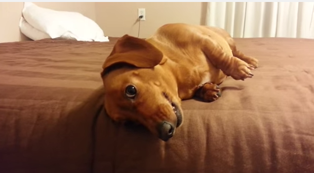 The Hilarious Chat With This Dachshund Birthday Girl Will Make You Smile!