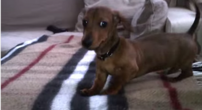 Adorable Dachshund Puppy Conquers Sofa!