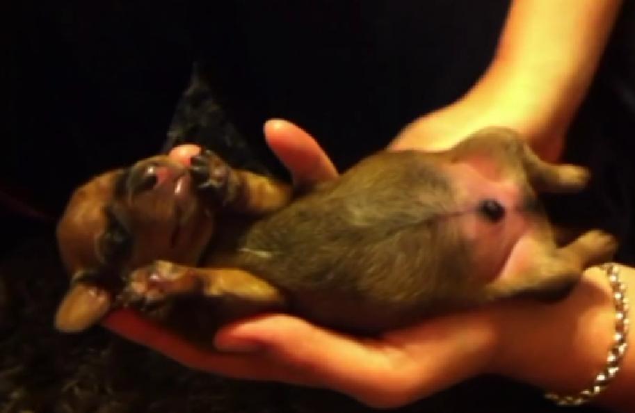 Cuteness Overload! Tiny Dachshund Puppy Is Running In His Sleep!