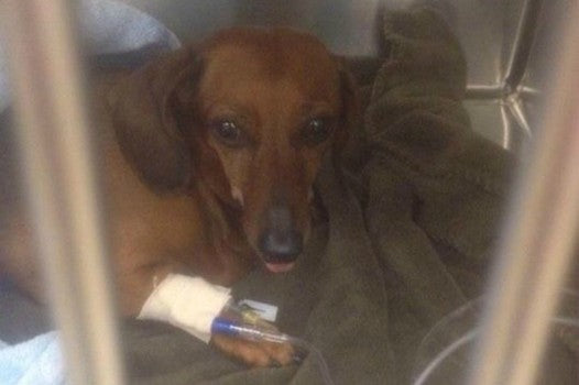 This Is Incredible! This Dachshund Fought With A Black Bear To Protect Her Family!